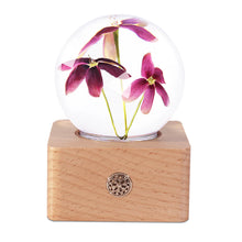 Load image into Gallery viewer, cute night light Rangoon Creeper Crystal Ball LED Night Light lightue
